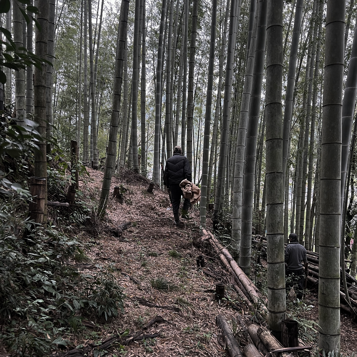 02.筍探し